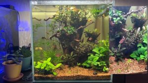 Домашний пресноводный аквариум 70 литров. Борьба с черной бородой.