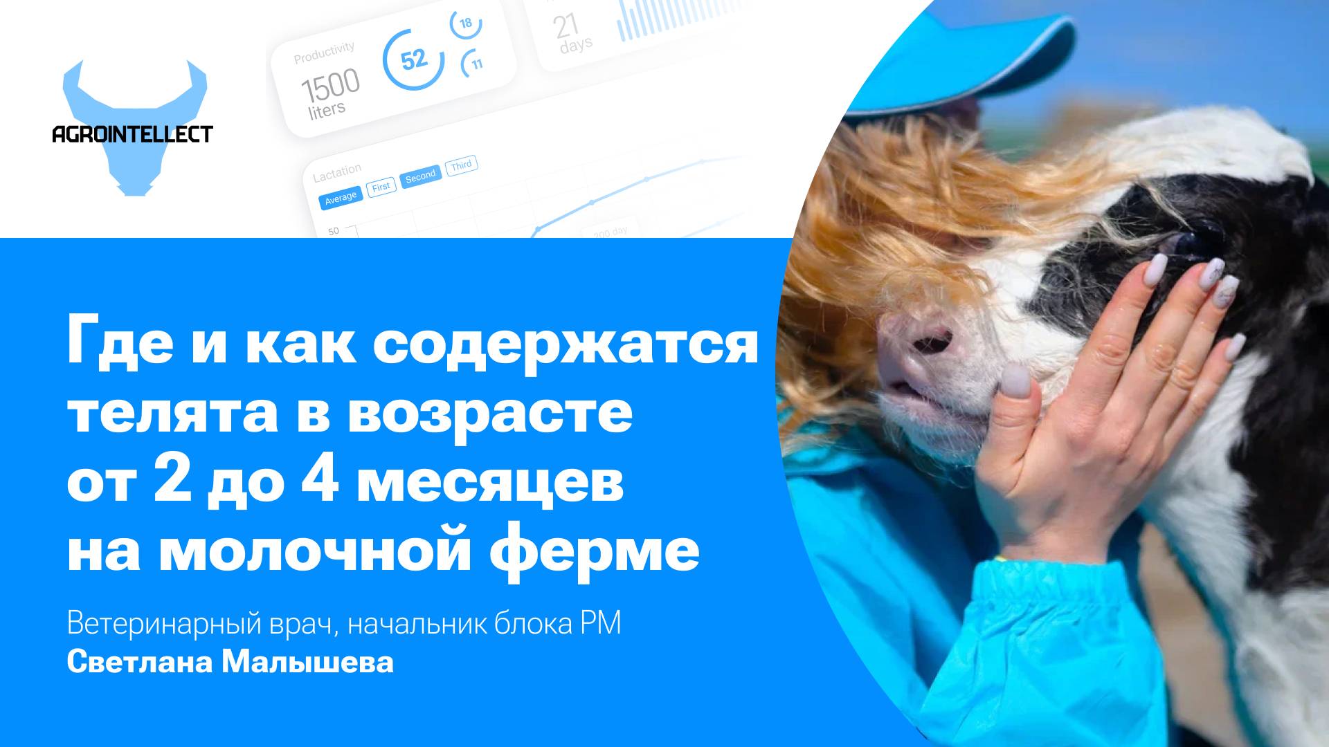 Где и как содержатся телята в возрасте от 2 до 4 месяцев на молочной ферме