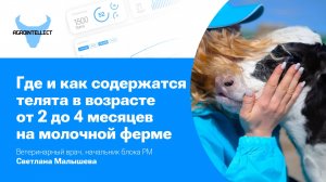 Где и как содержатся телята в возрасте от 2 до 4 месяцев на молочной ферме