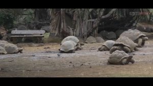 TOSHBAQALAR HAQIDA QIZIQARLI FAKTLAR