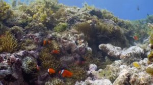 Дикая природа океанов 2 часть (Wildlife of the oceans 2 part). Индонезия. Красоты подводного мира.