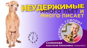 Собака много пьет и много писает