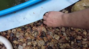 Расконсервация и чистка бассейна после зимы. Часть 1.