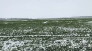 Вносим удобрения 160кг на га озимая пшеница сорт Граф