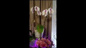 Наши орхи в ноябре