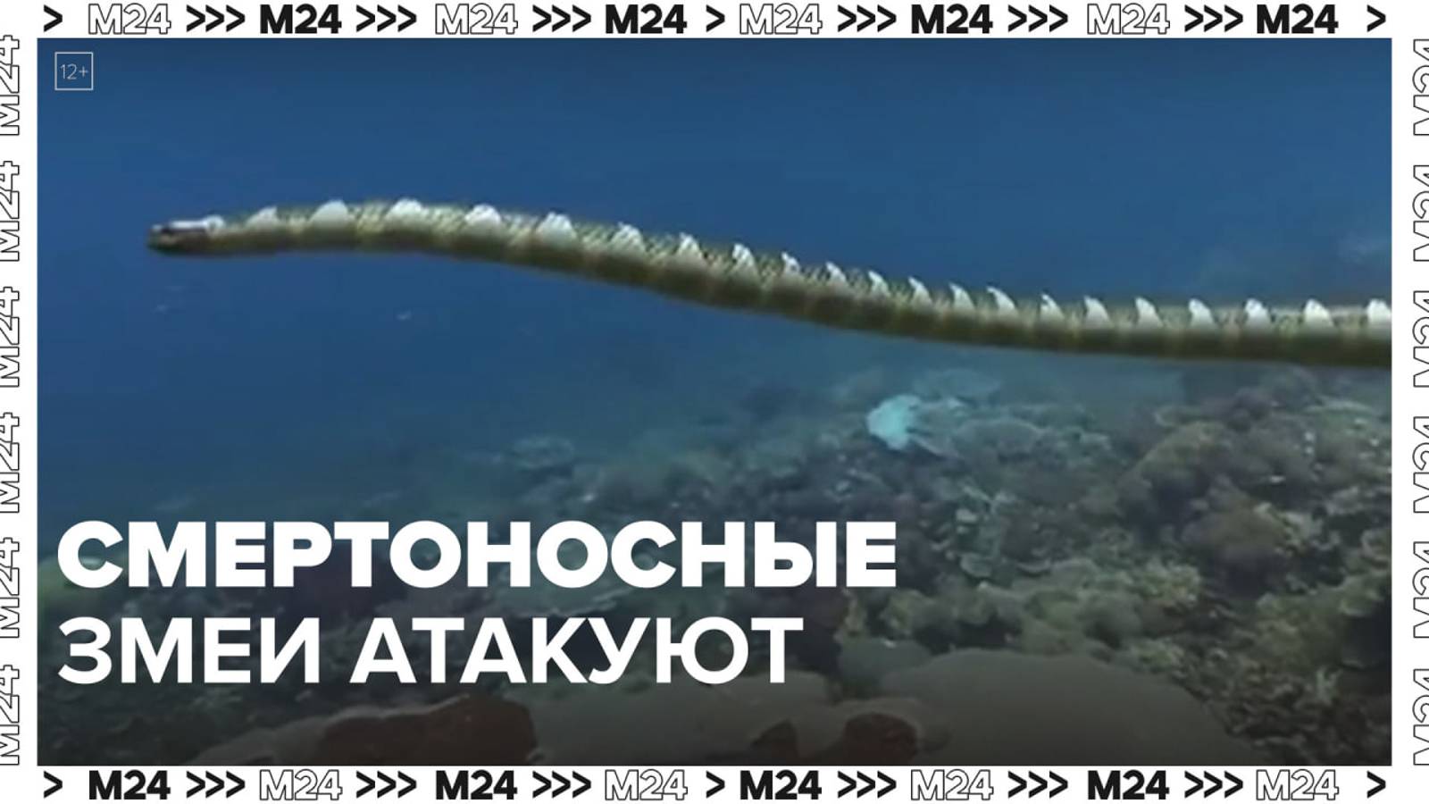 Нашествие морских ядовитых змей — Москва 24|Контент
