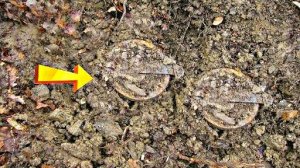 "Повезет и Вам" - Откопал в лесу находку и продал за большие деньги