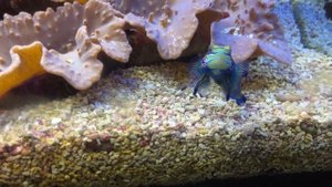 Смоленский аквариум. Морские и пресноводные аквариумы под спокойную музыку.