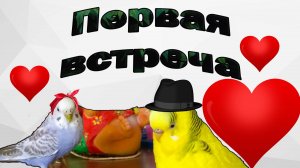 ПЕРВОЕ ЗНАКОМСТВО ВОЛНИСТЫХ ПОПУГАЕВ❣️ САМЕЦ ЖДАЛ 8 ЛЕТ ЭТОЙ ВСТРЕЧИ!