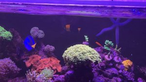 Морской аквариум 500 литров дома. 6 месяцев после запуска.