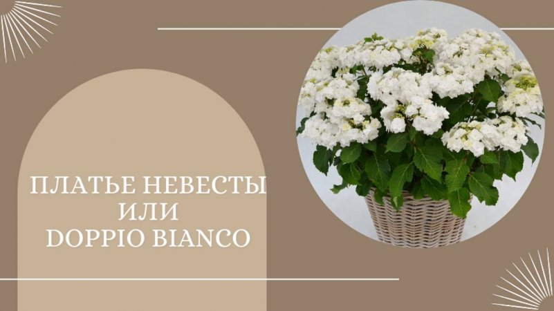 Гортензия крупнолистная Doppio Bianco 🌺😍💞