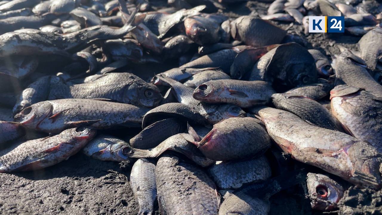 Жители Кущевского района пожаловались на массовый мор рыбы в реке Эльбузд
