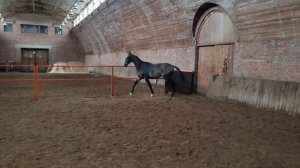 Продаётся ахалтекинский жеребец. Akhal-Teke horses for sale.
https://akhaltekellc.com