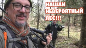 НЕВЕРОЯТНЫЙ РАЗГРОМ ЛЕСА! НАХОДКИ В НОВЫХ МЕСТАХ!