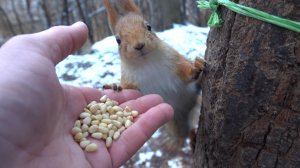 Голодные белки. Короткий ролик