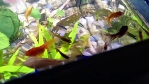 цихлиды мои любимые отнеси икру