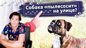 Собака пылесосит. Что делать, если собака подбирает на улице отходы