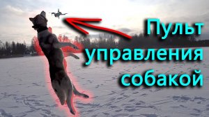 Полет на урочище не состоялся, потому что все сломалось. Найден пульт управления собакой.