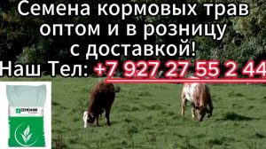 Семена кормовых трав оптом и в розницу с доставкой!