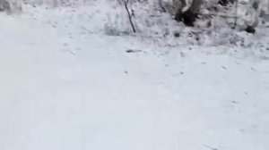В Лаишевском районе видели медведя (Татарстан, Россия). 17.11.2024