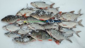 Ловля рыбы на безмотылку в Рязанской области. День первый. Зимняя рыбалка 23/24.