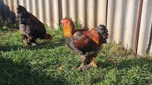 молодые петухи брама куропатчатая