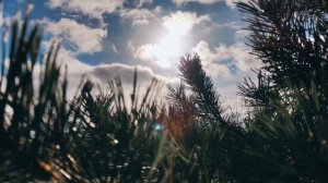 29 октября, самое время для лисичек)