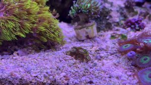 Морские аквариумы Беларуси. Часть 3. Морской аквариум 250 литров.