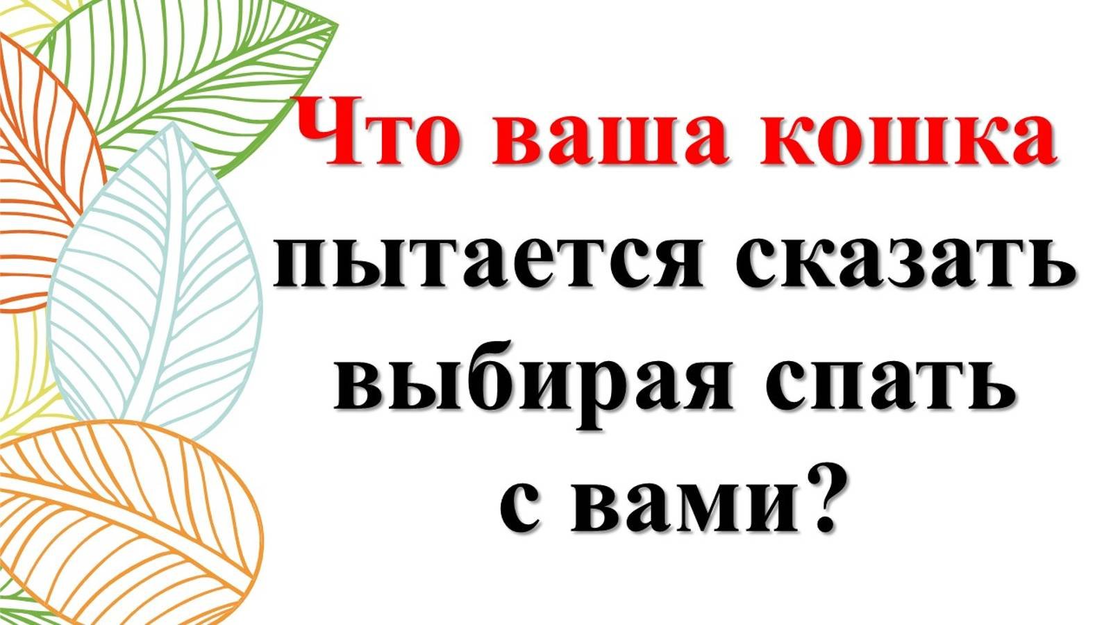 Тайный ритуал или ежедневная магия? Что кошка пытается сказать, выбирая спать с вами на кровати?