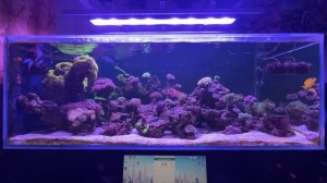 Обновленный светильник Beams 2 MAX R8 в домашний морской аквариум. Стоит ли делать апгрейд?
