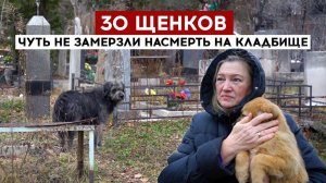 30 щенков чуть не замерзли насмерть на кладбище