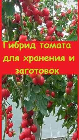 Купила гибридные семена помидоров, которые прекрасны в заготовках и хорошо хранятся - до зимы