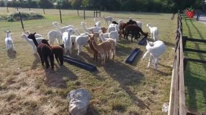 Животные фермы