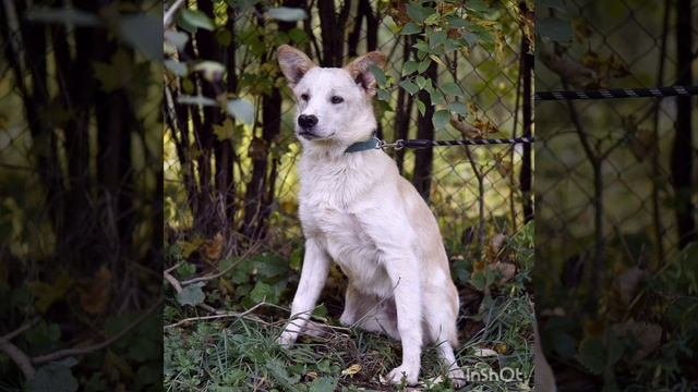 Замечательный белый медвежонок Кай ищет дом!