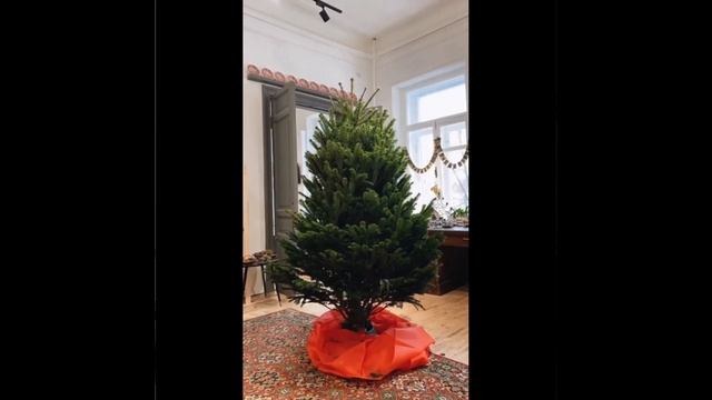 Пихта Нордмана, Пихта Фразера смотреть онлайн