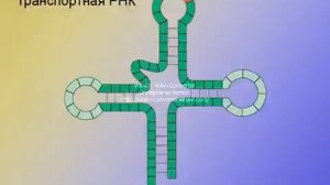 биосинтез белка