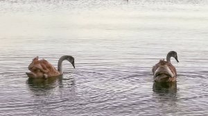 МАРИУПОЛЬ целый зоопарк появился на Пляже🦆⚓Восстановление и Жизнь Сегодня