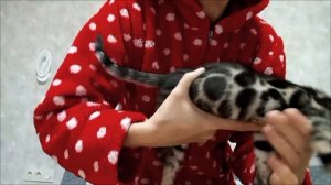 бенгальские котята