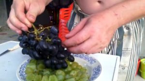 Результат применения гиббериллина