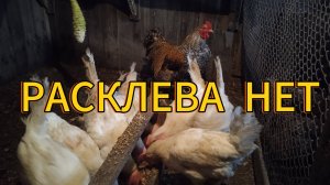 Соблюдай эти правила и расклева у кур не будет