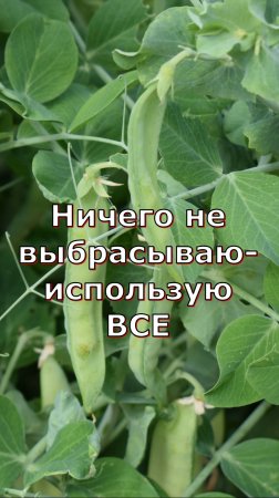 Выращивание зеленого горошка