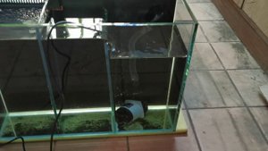 Проверка аквариума с задним сампом 100*50*35. Будущий морской аквариум. Конструкция сампа.