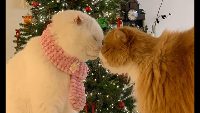 Давид туров - БАБНИК 2024 смотреть онлайн