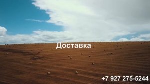 Семенная Станция  предлагает семена многолетних трав .