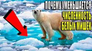 Почему уменьшается численность белых медведей