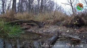 23.10.2024.Горностай.Заповедник "Большая Кокшага".Горностай у воды