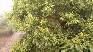 Гоа, Арамболь,  мунсун.