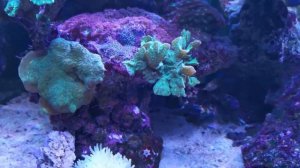 Обзор морского аквариума 110*60*46. Смотрим новичков. Кораллы, рыбы, используемые трейс-элементы.