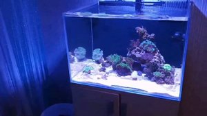 Аквариум с задним сампом 60*60*40 после запуска