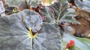 Сложная неделя, говорушки, обзор